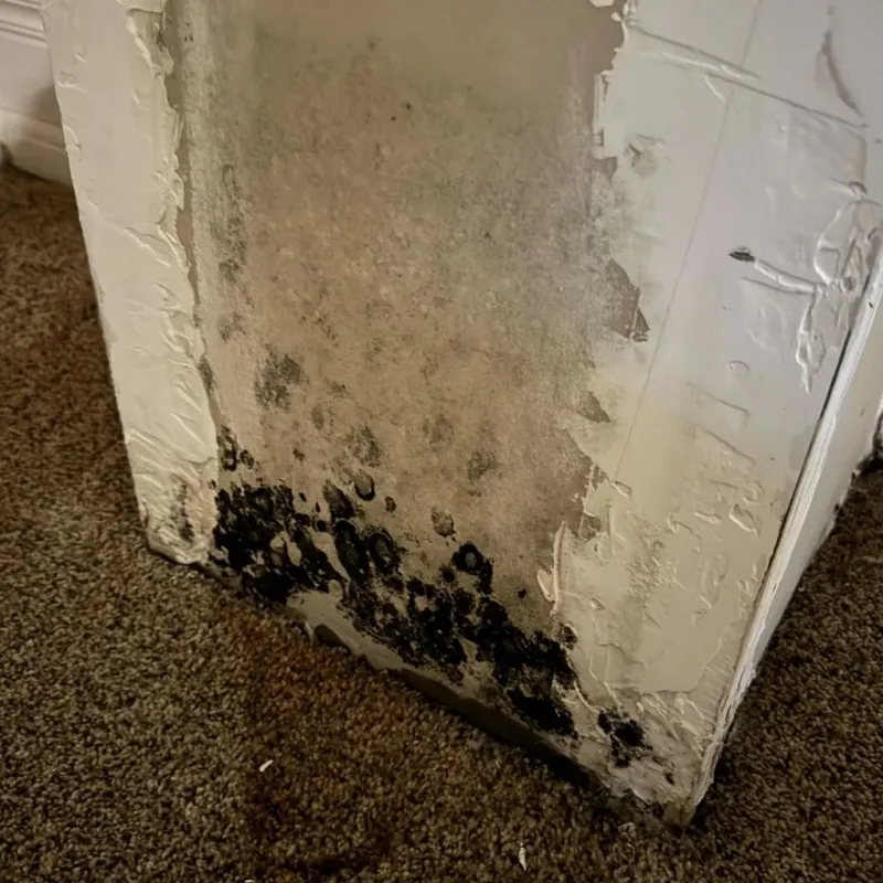 Professional Mold Removal in Sheridan, IL